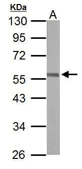 ERG antibody [C3], C-term