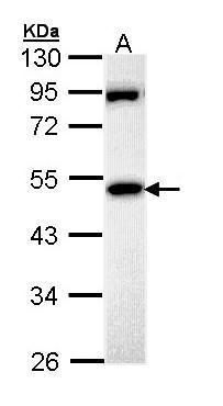 membrane palmitoylated protein 1 Antibody