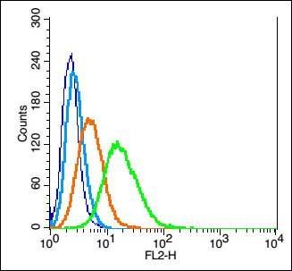 ERG/KCNH2 Rabbit Polyclonal Antibody