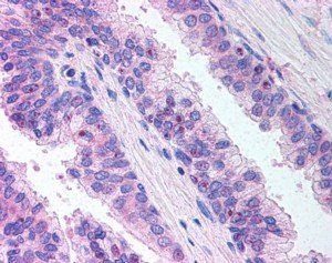 Goat anti-ERG Antibody