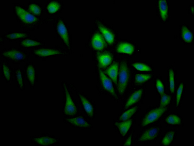 MAPK1 Antibody