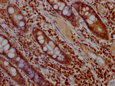MAPK1 Antibody