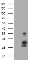 MAPK7 Antibody