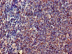 ERN1 Antibody