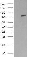 ERp57 Antibody