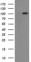 ERp57 Antibody