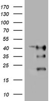 PDIA4 Antibody
