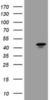 PDIA4 Antibody