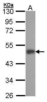 ESE1 antibody [C2C3], C-term
