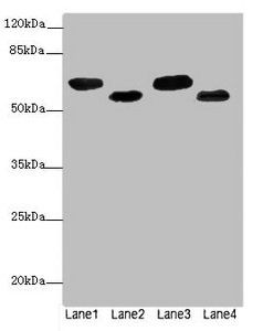 ESR1 Antibody
