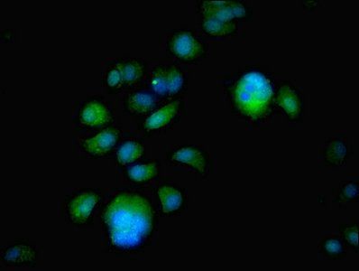 ESR1 Antibody