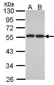 ETEA Rabbit Polyclonal Antibody