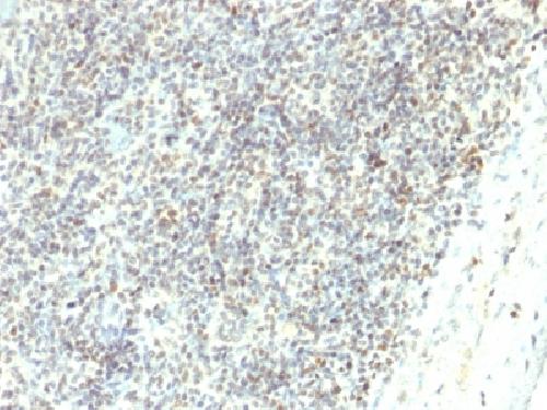 ETS1 Antibody