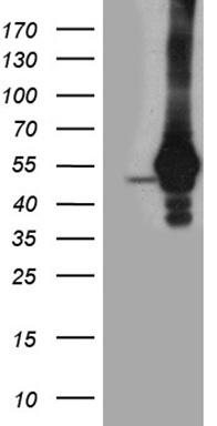 TDP2 Antibody