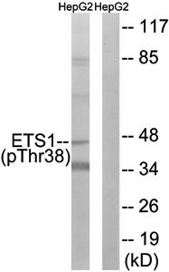 ETS1 (Phospho-Thr38) Antibody