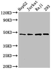 EIF4A2 Antibody