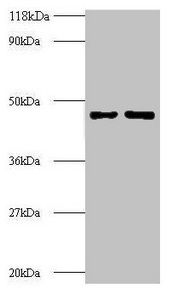 EIF4A2 Antibody