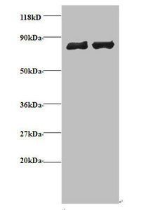 EIF3I Antibody