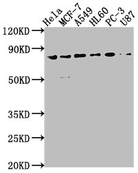 EXOC3 Antibody