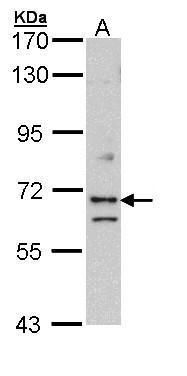 exocyst complex component 7 Antibody