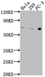 EXOC7 Antibody