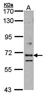 EXOC7 antibody
