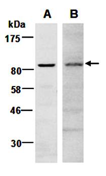 EZH2 (M) Antibody, Rabbit Polyclonal