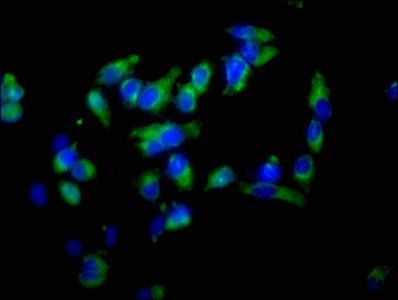 EZR Antibody