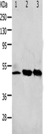 F2R Antibody