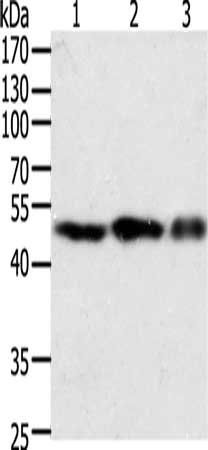F7 Antibody