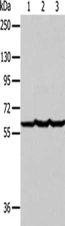 F9 Antibody