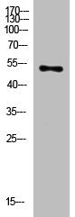 FA2H Antibody