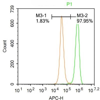 KLF2 Rabbit Polyclonal Antibody (PE)