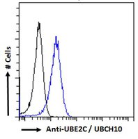 Goat anti-UBE2C / UBCH10 Antibody