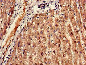 FADS1 Antibody