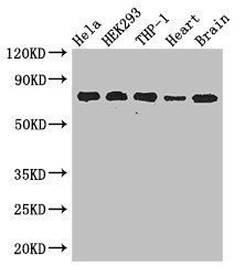 FAF1 Antibody
