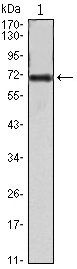 FAK Antibody
