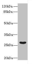 FAM122B Antibody
