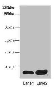 RTL8C Antibody
