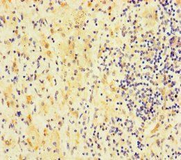 RTL8B Antibody