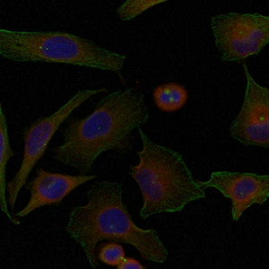 FAM129A Antibody