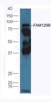 FAM129B Rabbit Polyclonal Antibody
