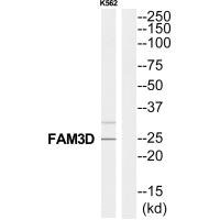 FAM3D Antibody