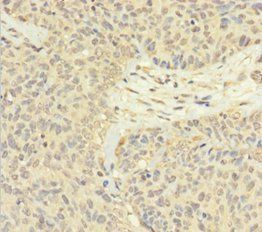 SINHCAF Antibody