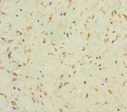 SINHCAF Antibody