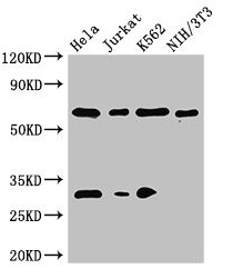 FANCC Antibody