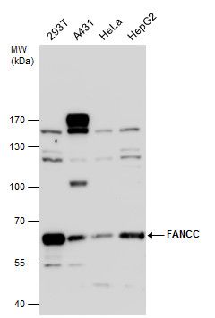 FA complementation group C Antibody