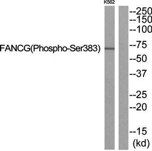 FANCG (Phospho-Ser383) Antibody