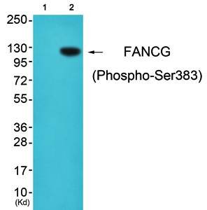 FANCG (Phospho-Ser383) Antibody