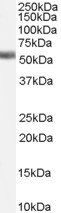 Farnesoid X receptor/FXR Antibody